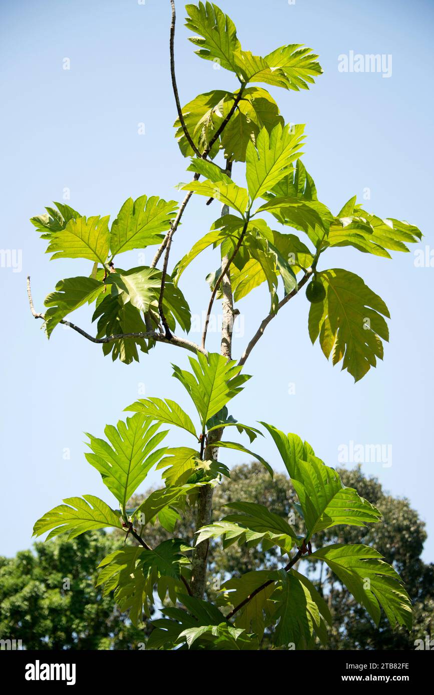 Il frutto del pane (Artocarpus altilis) è un albero originario del Pacifico meridionale ma coltivato in altre regioni tropicals per i suoi frutti e semi commestibili. Questo pho Foto Stock