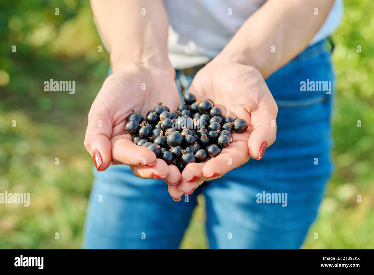 Primo piano di frutti di ribes nero maturi nelle mani di una donna nel giardino estivo Foto Stock