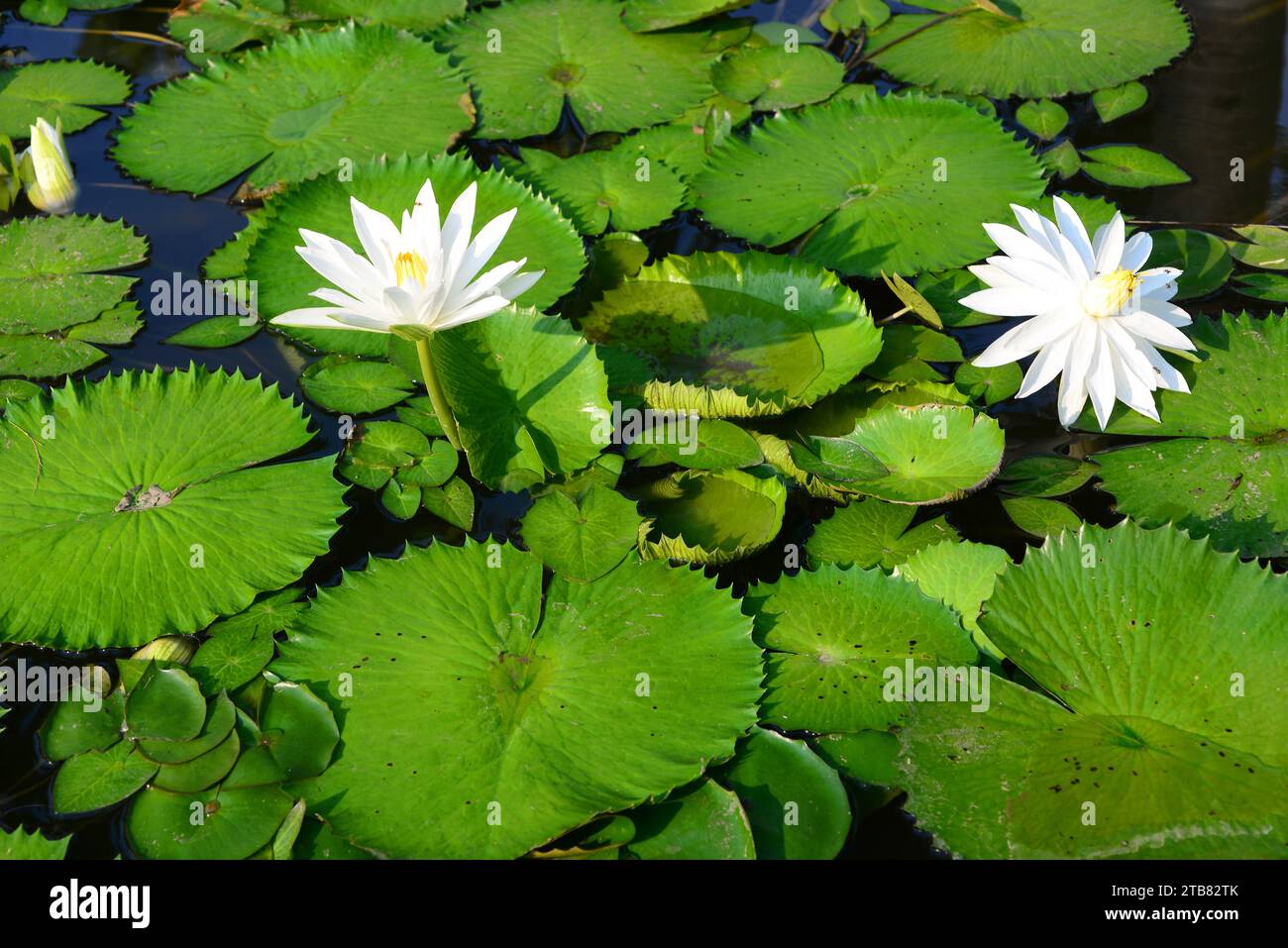 Il loto egiziano bianco o loto bianco (Nymphaea lotus) è una pianta acquatica originaria dell'Africa orientale e dell'Asia sudorientale. Questa foto è stata scattata in Thailandia Foto Stock