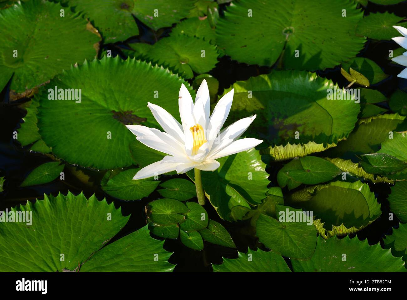 Il loto egiziano bianco o loto bianco (Nymphaea lotus) è una pianta acquatica originaria dell'Africa orientale e dell'Asia sudorientale. Questa foto è stata scattata in Thailandia Foto Stock