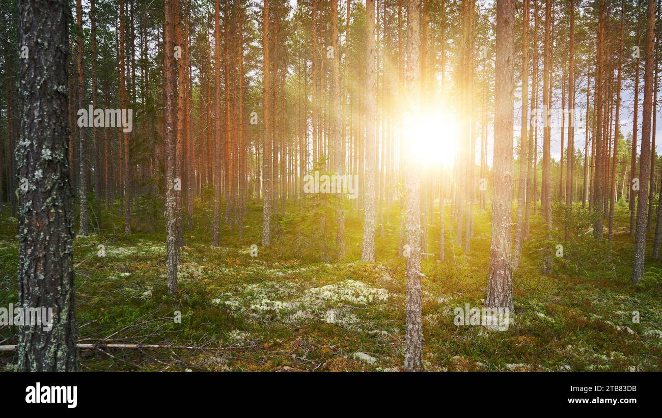 Foresta al mattino con luce del sole attraverso la verde pineta e i raggi del sole Foto Stock