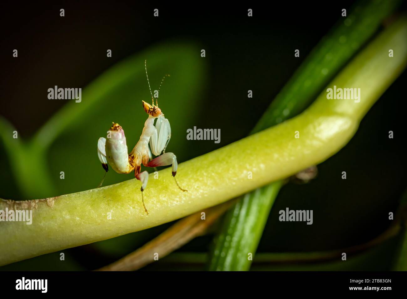 Un mantis di orchidea rosa su una foglia Foto Stock