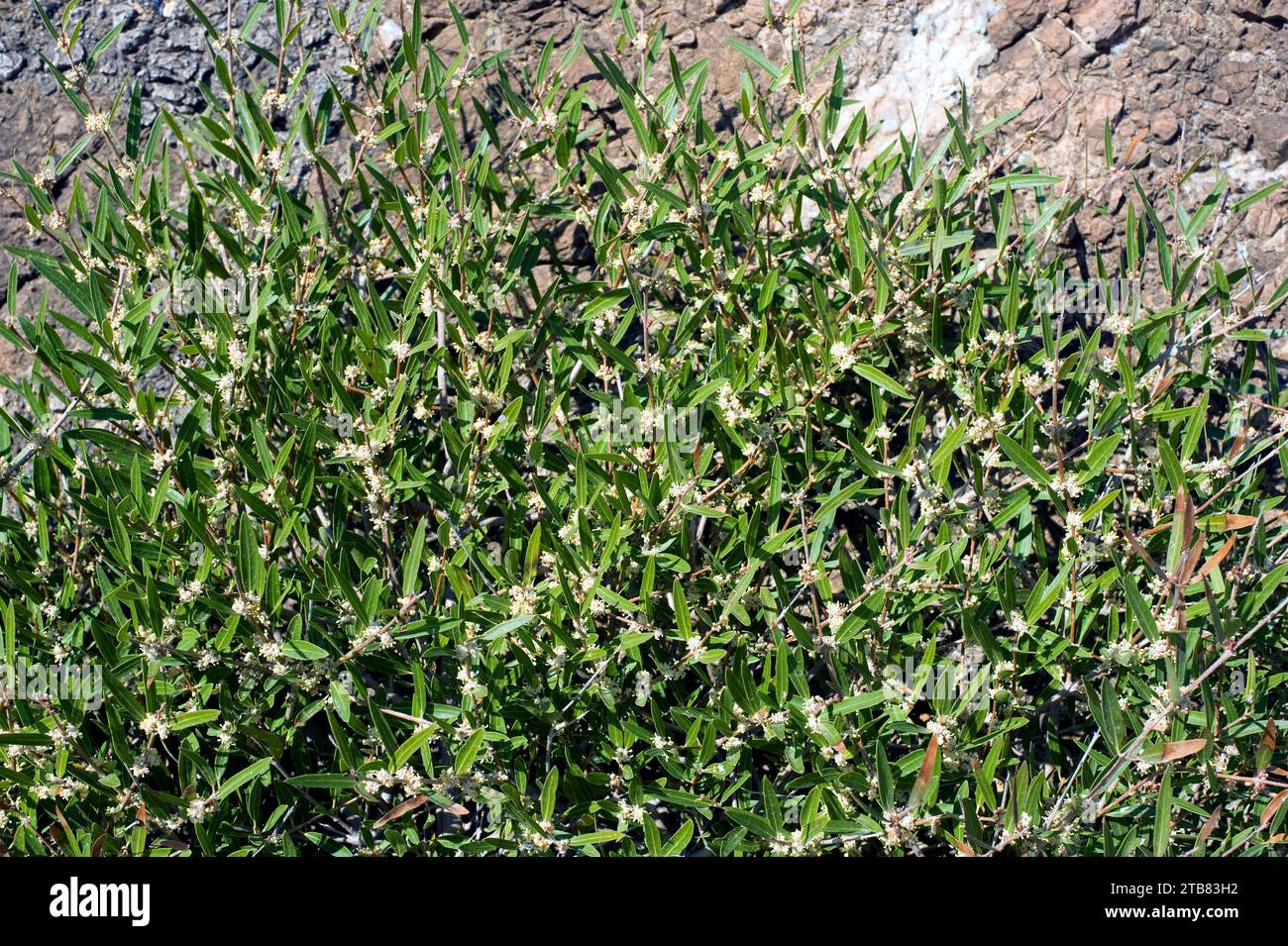 Il privet a foglie strette (Phillyrea angustifolia) è un arbusto perenne originario del bacino del Mediterraneo. Dettagli fiori e foglie. Questa foto è stata scattata Foto Stock