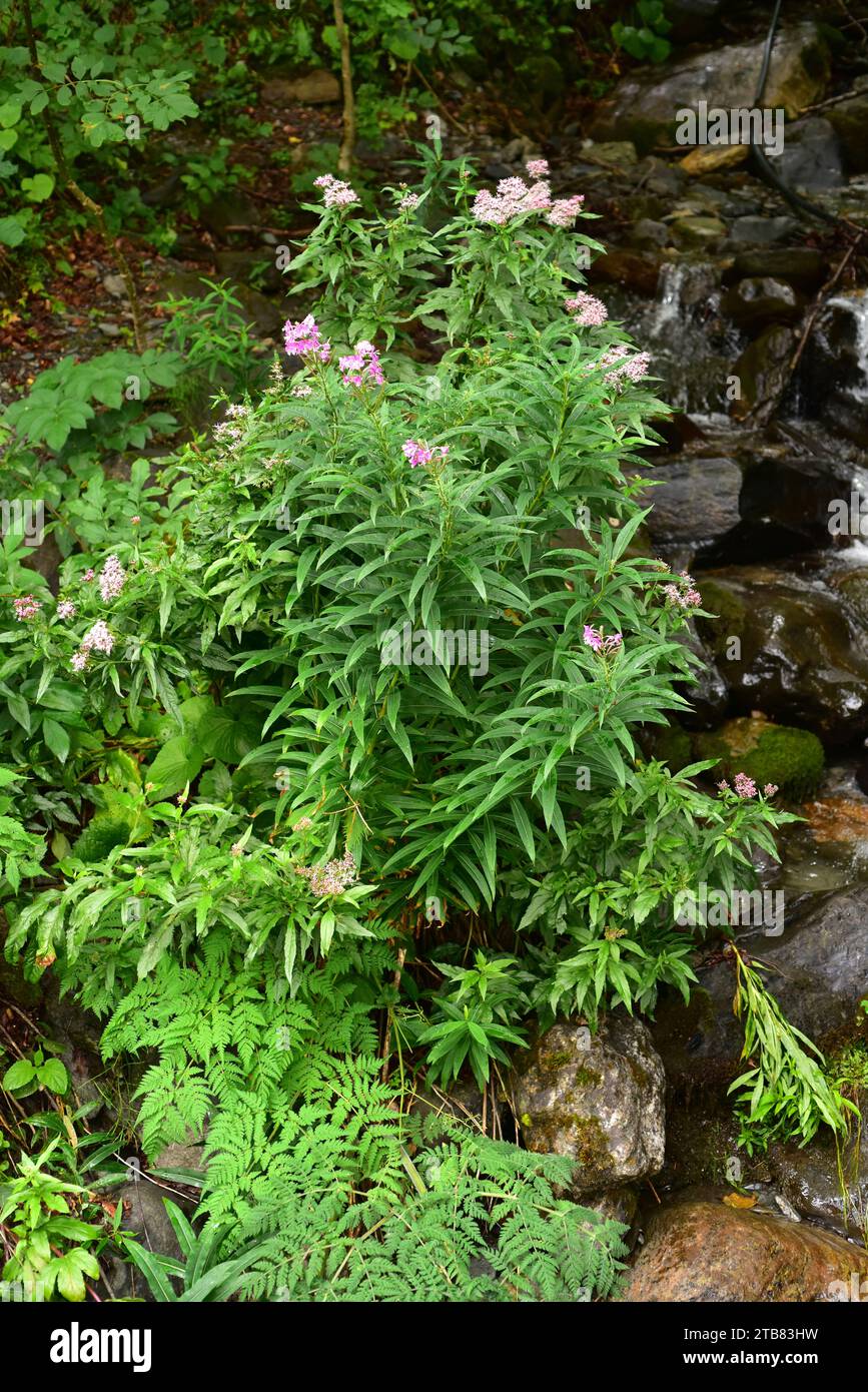 Fireweed o rosebay willowhere b (Chamaenerion angustifolium o Epilobium angustifolium) è un'erba perenne originaria dell'emisfero settentrionale. Questa foto W Foto Stock