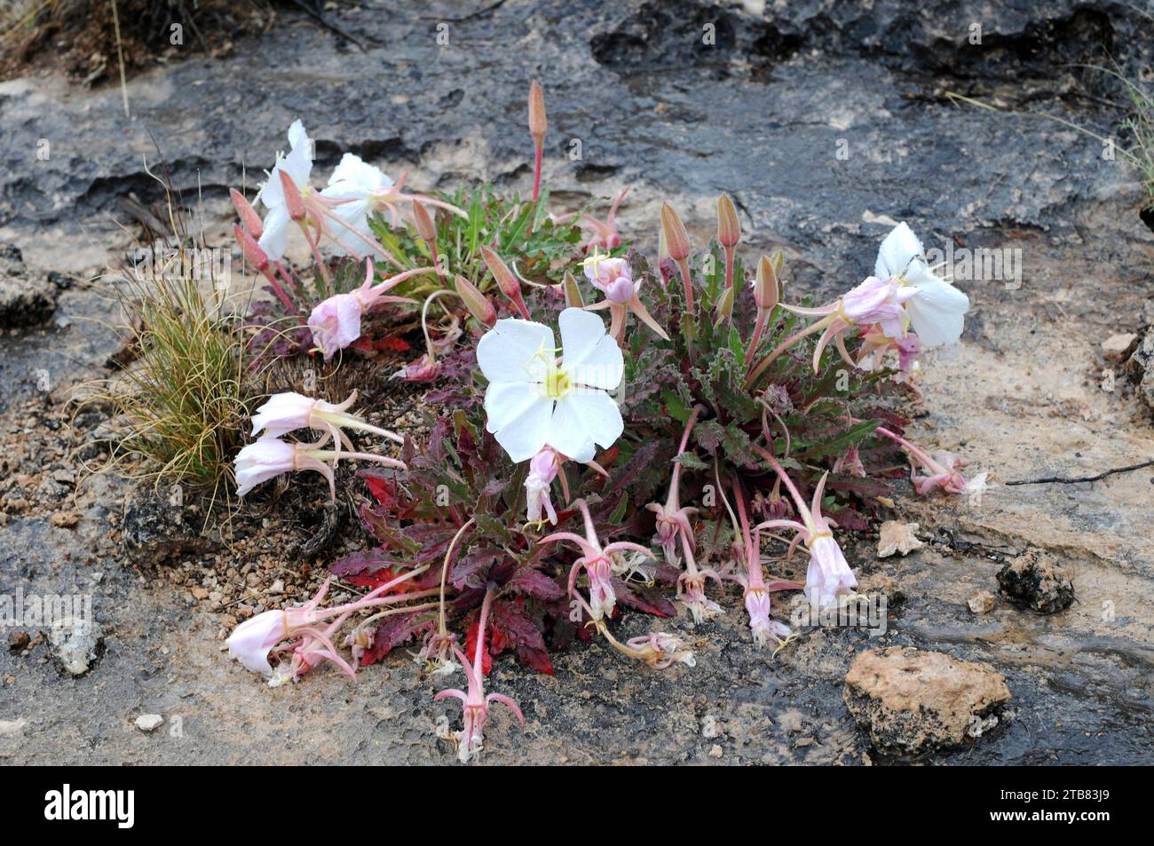 La primula tufted serale (Oenotera caespitosa) è un'erba perenne originaria degli Stati Uniti centrali e occidentali. Questa foto è stata scattata in Arizona. Foto Stock