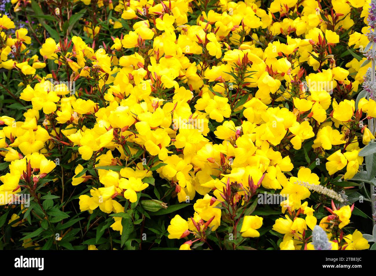 Il sole giallo (Oenotera tetragona o Oenotera frutticosa) è un'erba perenne originaria dell'America settentrionale orientale. Fiori dettaglio. Foto Stock