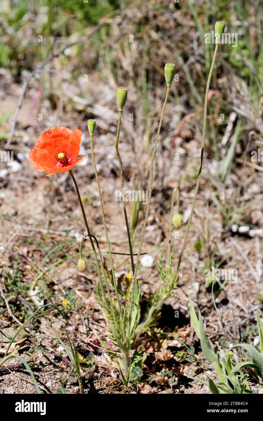 Il papavero a testa lunga (Papaver dubium) è un'erba annuale originaria dell'Europa e del Nord America. Questa foto è stata scattata nel Parco naturale di Cap Creus, Girona provin Foto Stock