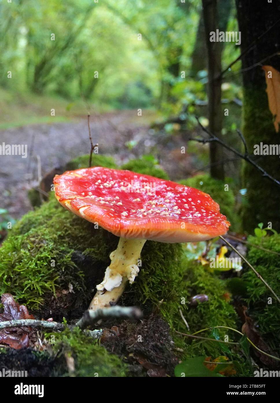Fai volare i funghi Agaric nella foresta nazionale di Perigord, nel sud-ovest della Dordogna, in Francia, in autunno. Foto Stock
