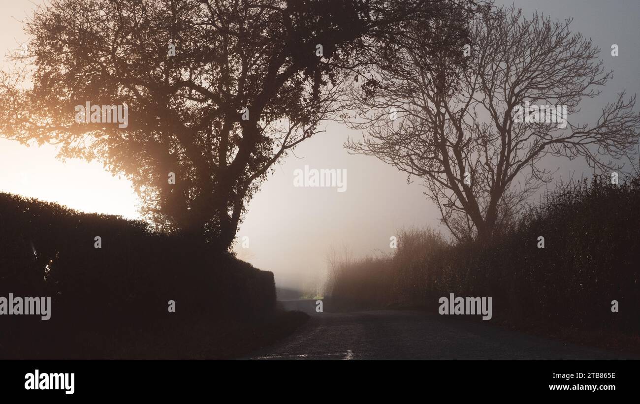 Una misteriosa strada di campagna con alberi caratterizzati da una luce brillante. In una spaventosa notte d'inverno nebbiosa. Foto Stock