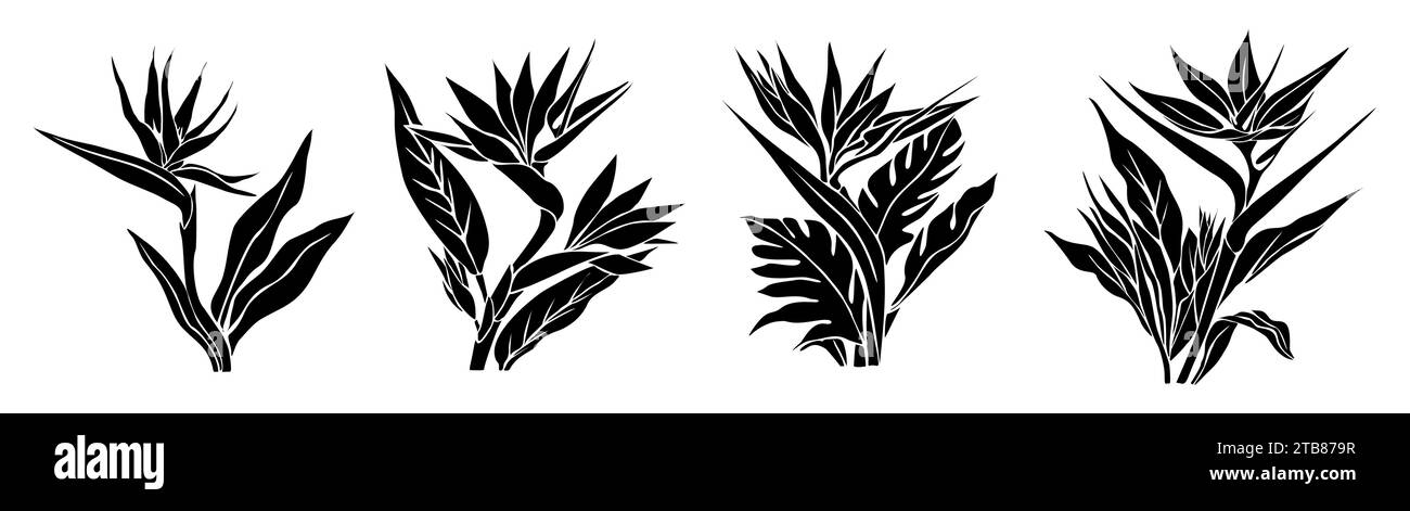 Set di sagome nere per fiori Bird of Paradise. Illustrazione Vettoriale