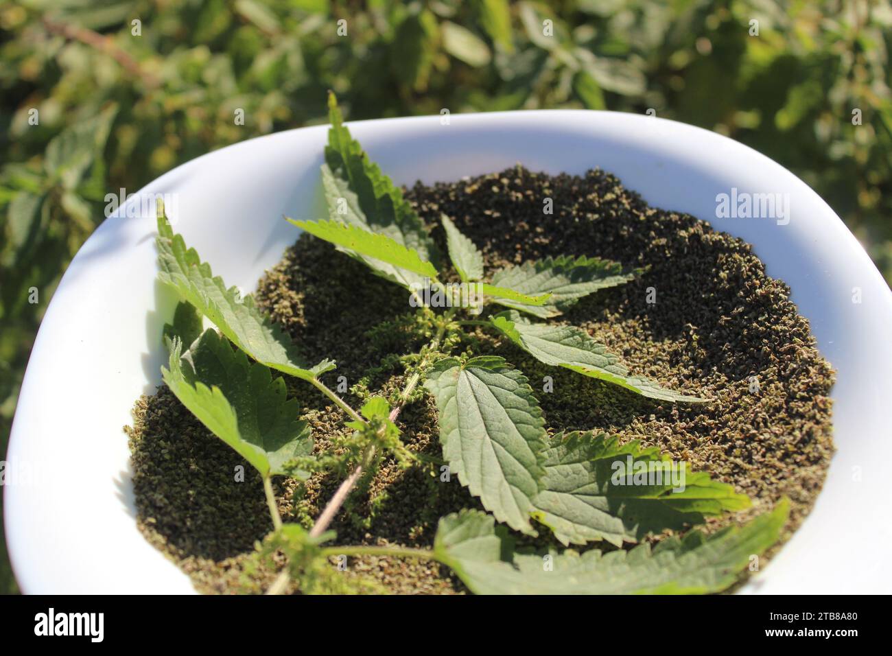 ortica e semi Foto Stock