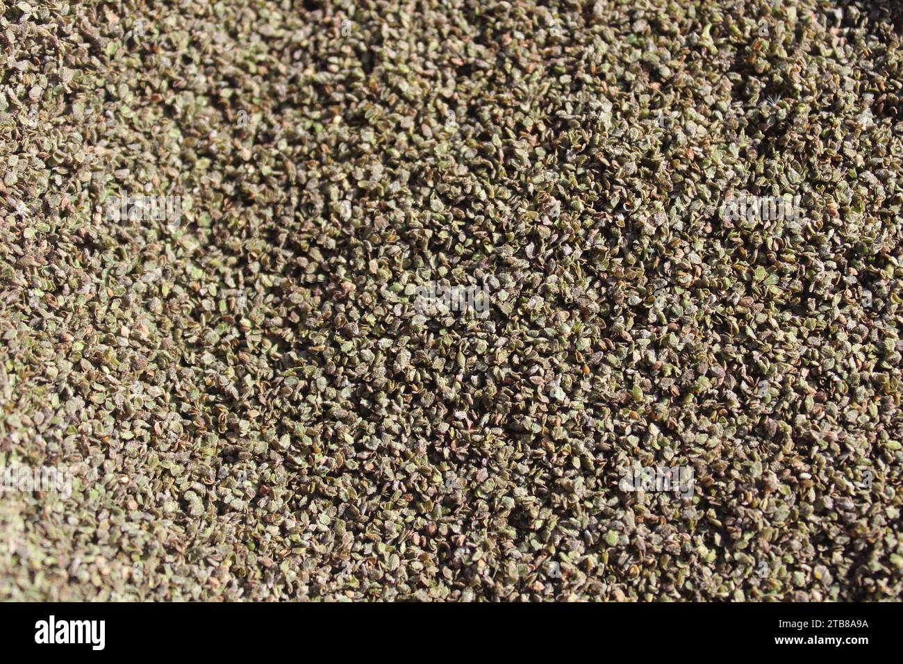 ortica e semi Foto Stock