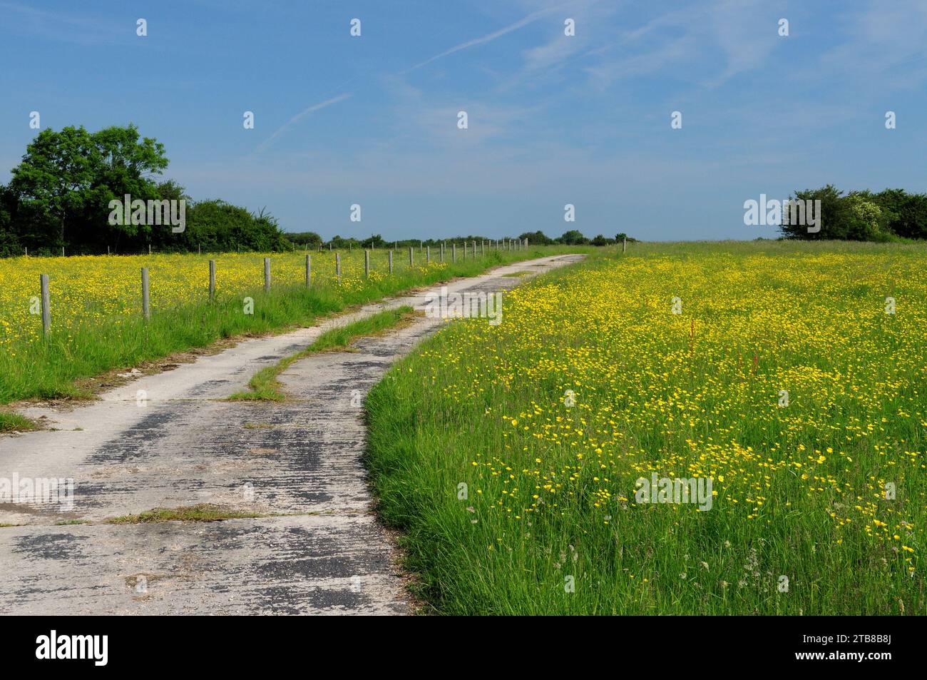 Campi di farfalle che crescono su entrambi i lati di una pista di cemento nella riserva naturale di Blakehill Farm, un ex aeroporto militare. Foto Stock