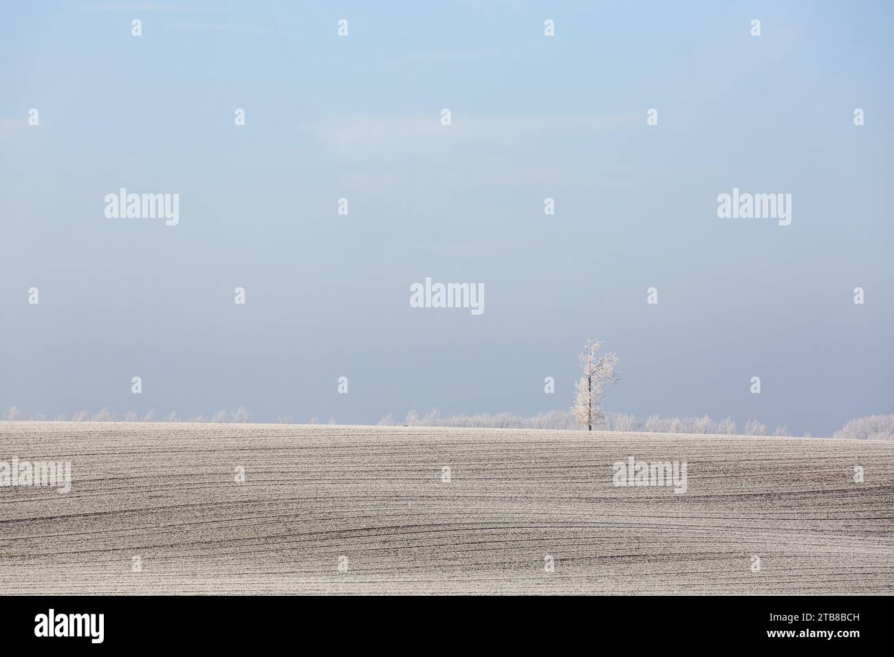 Albero isolato ai confini di una vasta area agricola sequestrata dal gelo Foto Stock