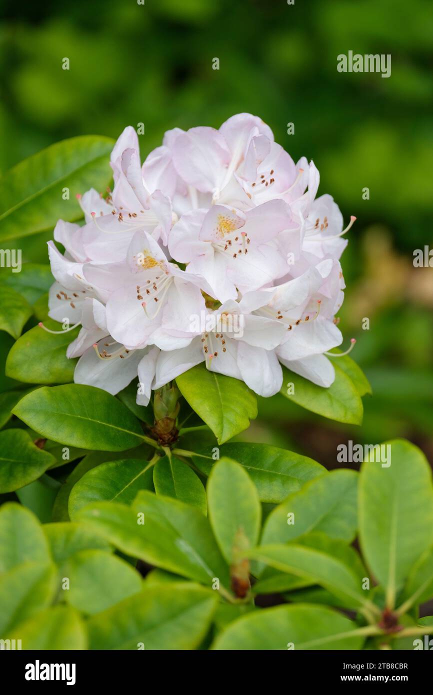 Rhododendron Gomer Waterer, tralicci di fiori bianchi a forma di imbuto, rosa malva tinto intorno ai bordi Foto Stock