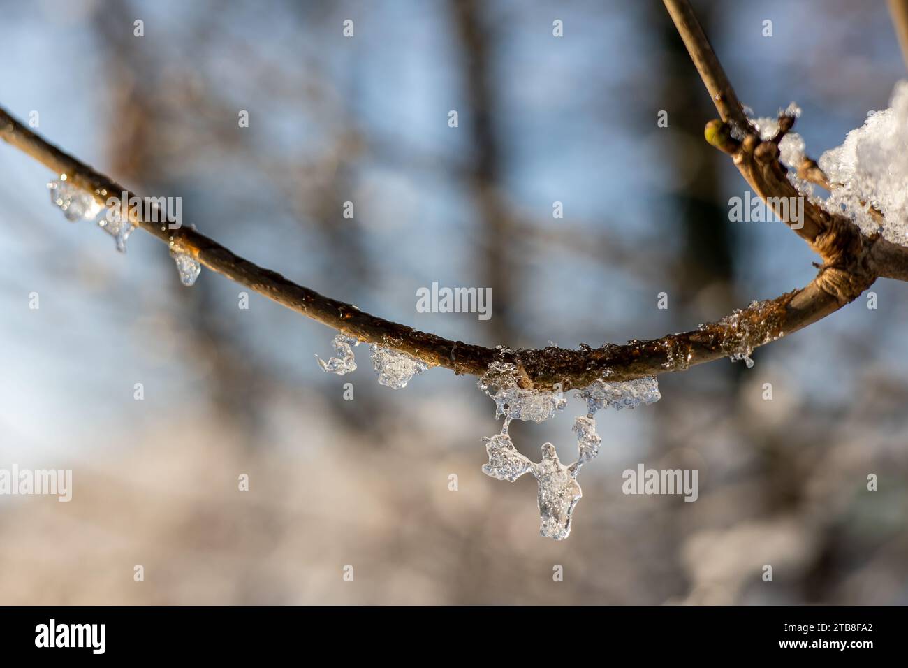 Primo piano di un ramoscello o di un ramo con il ghiaccio o il ghiaccio al sole Foto Stock