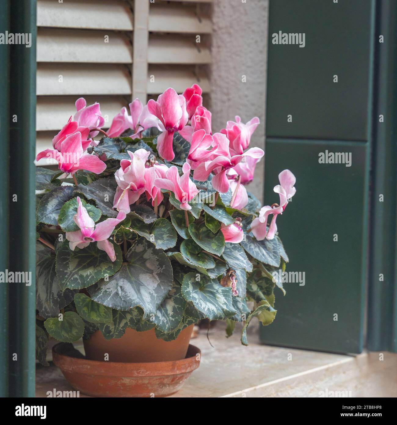 Fiore di ciclamino persiano sulla sporgenza della finestra. Foto Stock