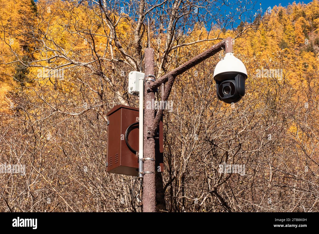 Telecamera di sorveglianza di sicurezza o sistema CCTV su palo nella pineta autunnale del parco nazionale Foto Stock