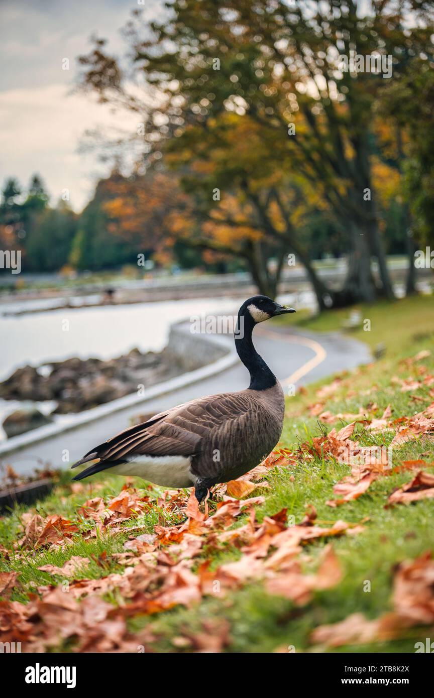 L'oca canadese adulta è una specie di grandi dimensioni e un lungo collo nero che si trova nel parco autunnale del canada Foto Stock
