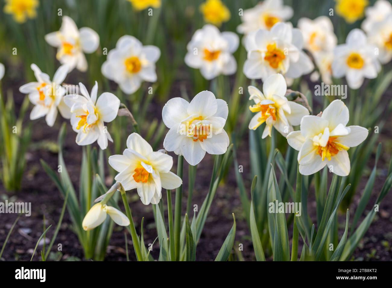 Splendidi fiori di narciso sbocciano nel giardino primaverile. Foto Stock