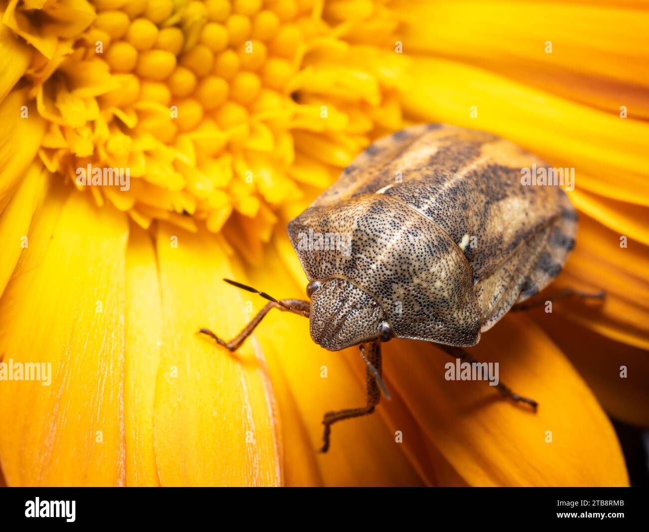 Insetto scudo tartaruga su fiore di calendula giallo Foto Stock
