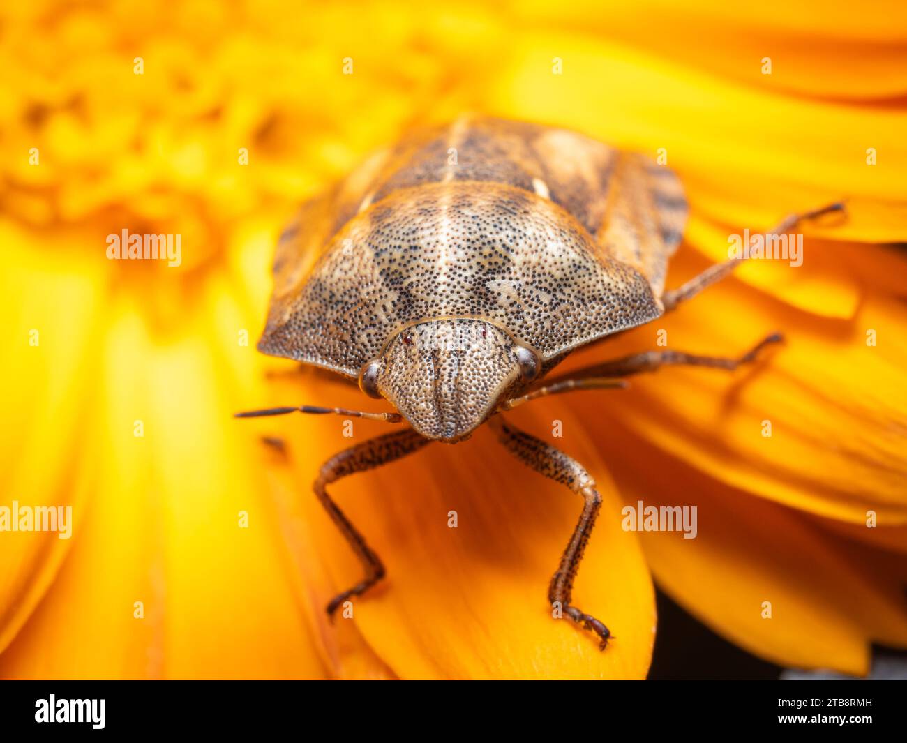Insetto scudo tartaruga su fiore di calendula giallo Foto Stock