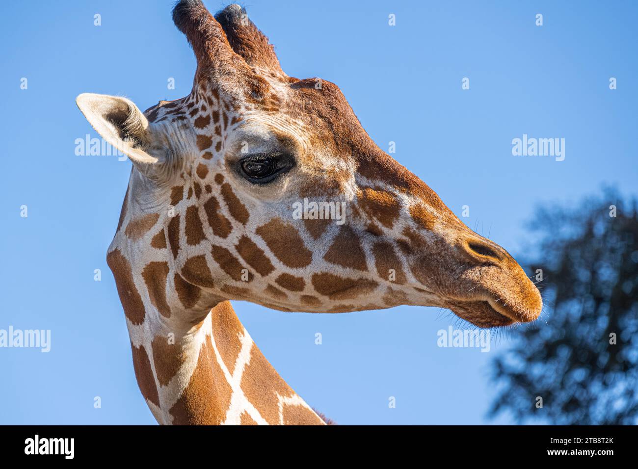 Giraffe (Giraffa camelopardalis) primo piano presso lo Zoo Atlanta African Savanna habitat in Atlanta, Georgia. (USA) Foto Stock