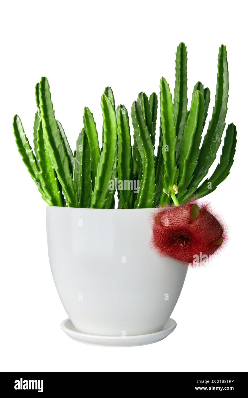 Stapelia rossa in fiore in un vaso bianco isolato su sfondo bianco. Foto Stock