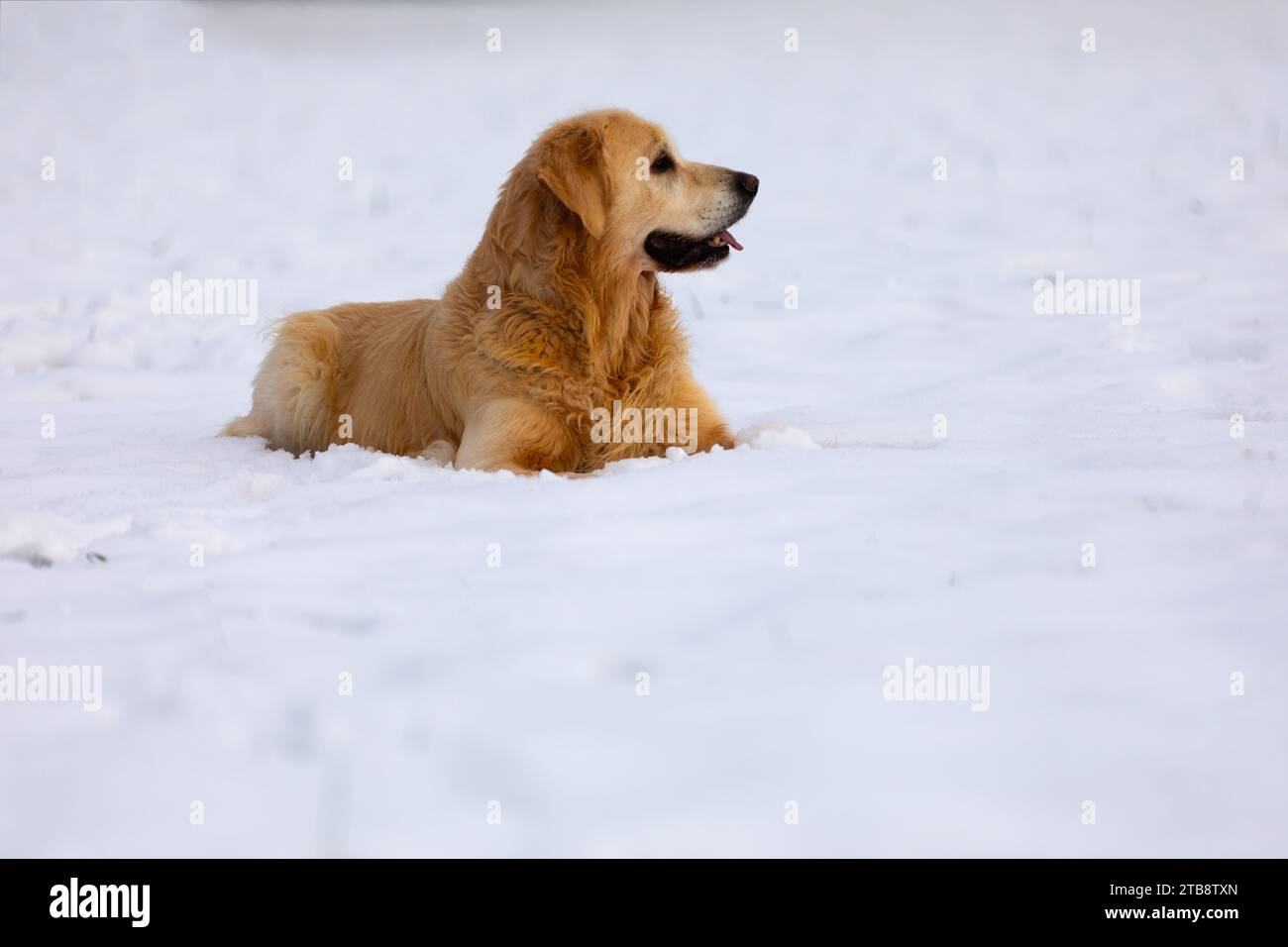 Un Golden Retriever sdraiato sulla neve e guardando in lontananza Foto Stock