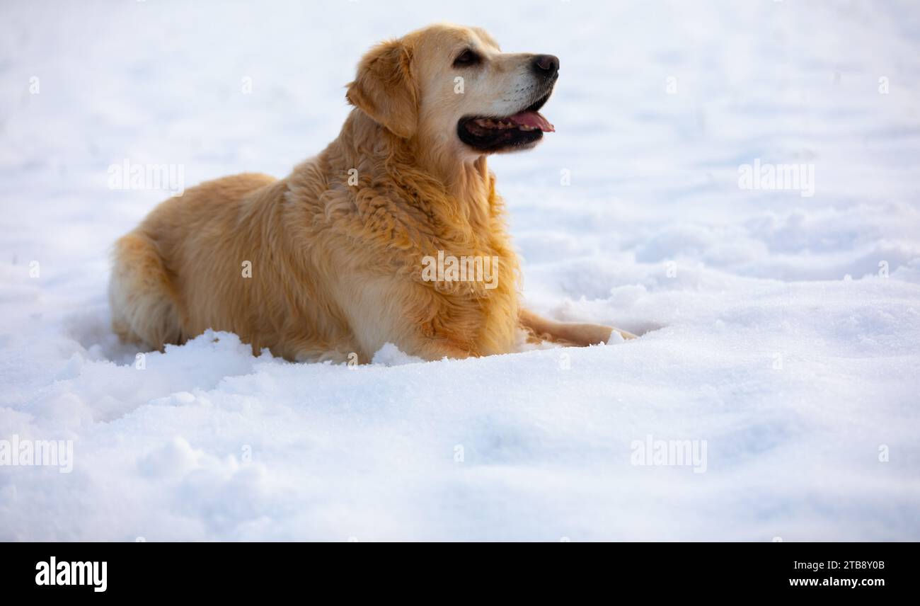 Un Golden Retriever sdraiato sulla neve e guardando in alto Foto Stock