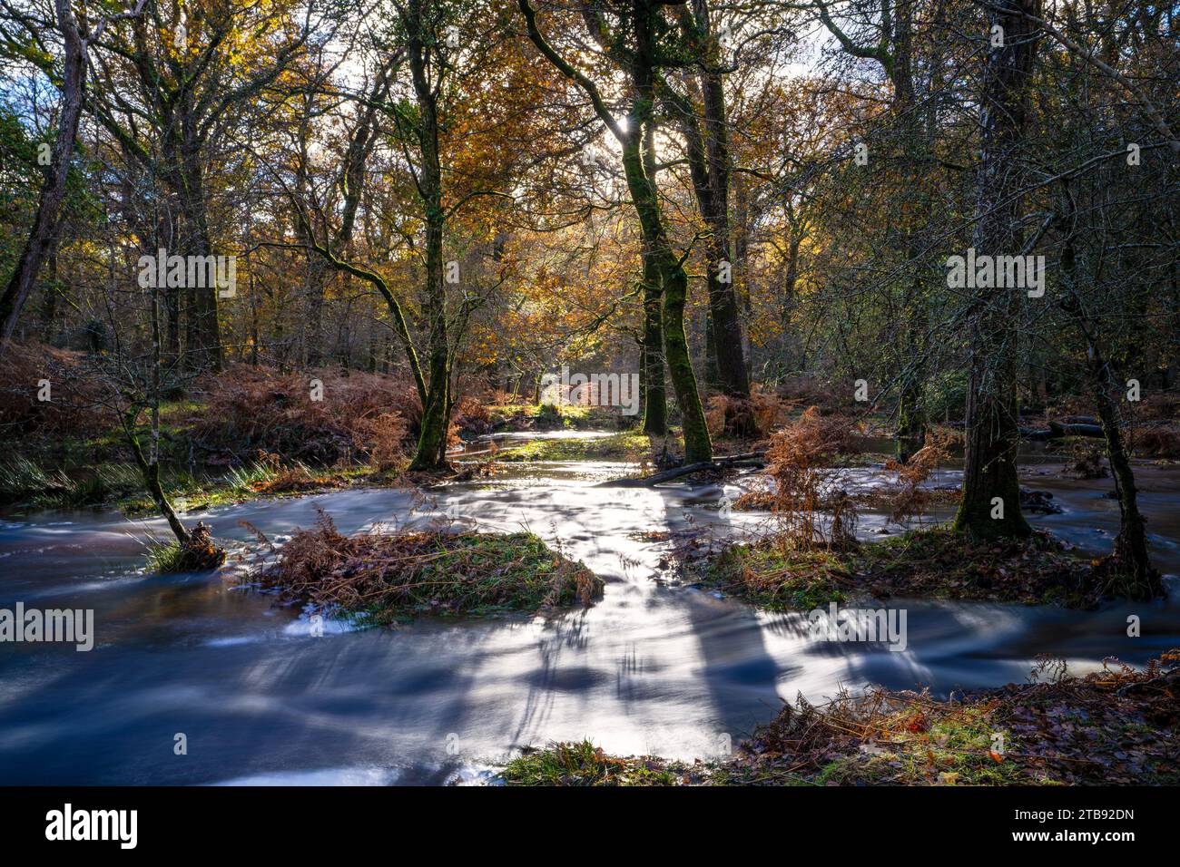 Blackwater Stream nella New Forest dopo una forte pioggia, Brockenhurst, Hampshire, Regno Unito Foto Stock