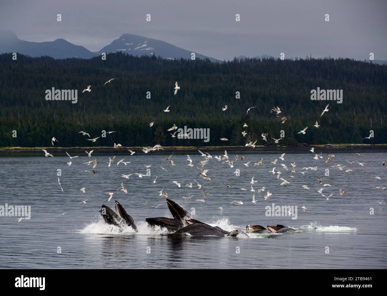Stormo di uccelli raggruppati sopra un branco di megattere (Megaptera novaeangliae) che si nutrono con la rete a bolle nel passaggio interno Foto Stock