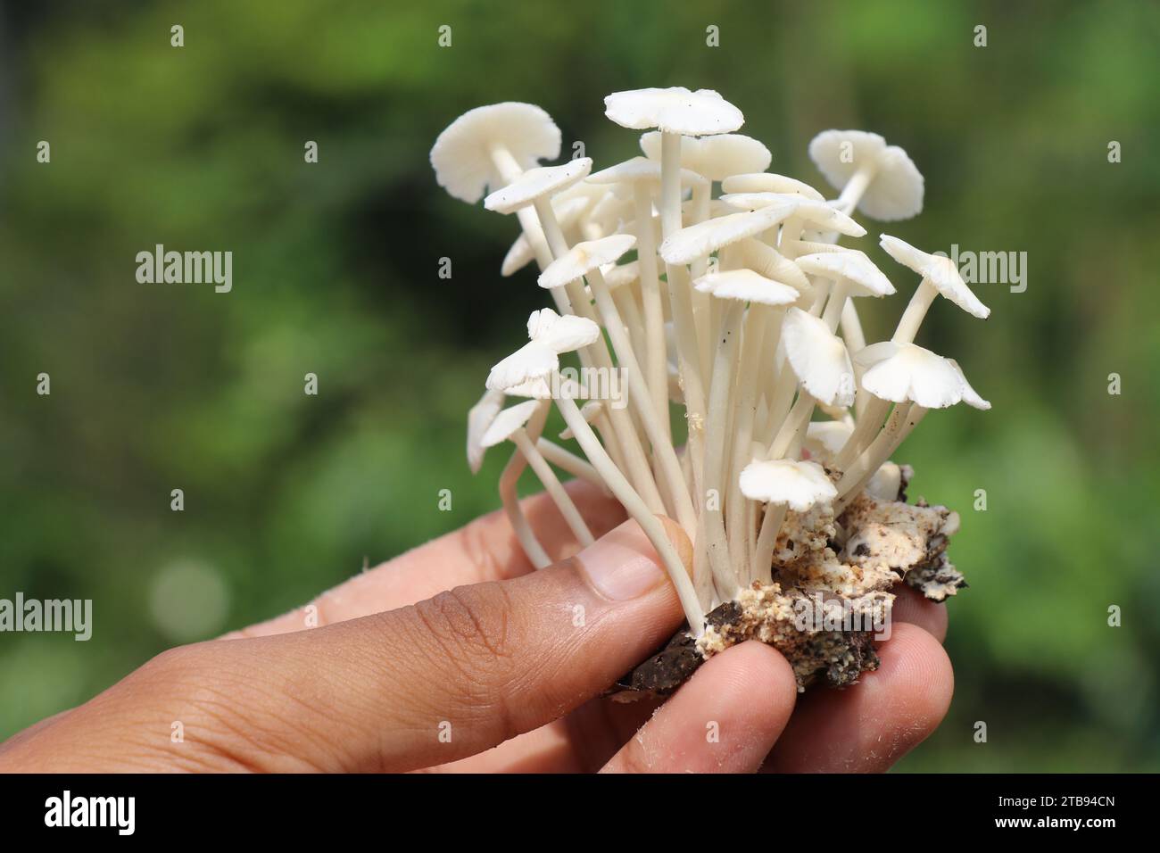 Mazzo di funghi bianchi tenuti in mano. Questi funghi bianchi crescono nelle foreste dell'india e sono commestibili Foto Stock