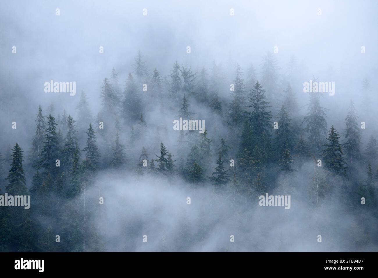 Collina circondata dalla nebbia di alberi di abete Sitka lungo l'Inside Passage, Alaska, USA; Inside Passage, Alaska, Stati Uniti d'America Foto Stock
