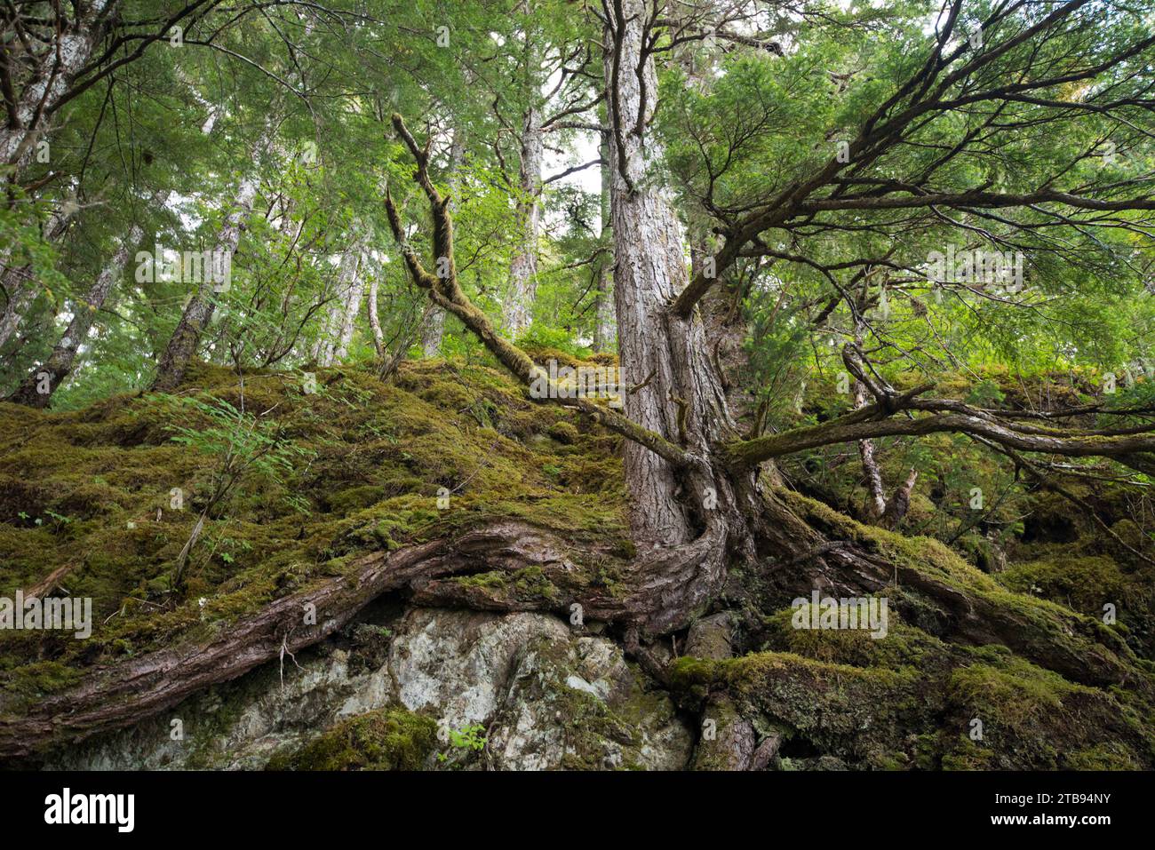 Albero di abete Sitka (Picea sitchensis) con sistema di radici nella roccia e nel muschio, su un sentiero per il lago Eva; Inside Passage, Alaska, Stati Uniti d'America Foto Stock