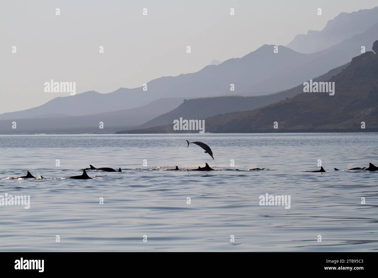 Delfini al largo della costa occidentale dell'isola di Socotra; isola di Socotra, Yemen Foto Stock