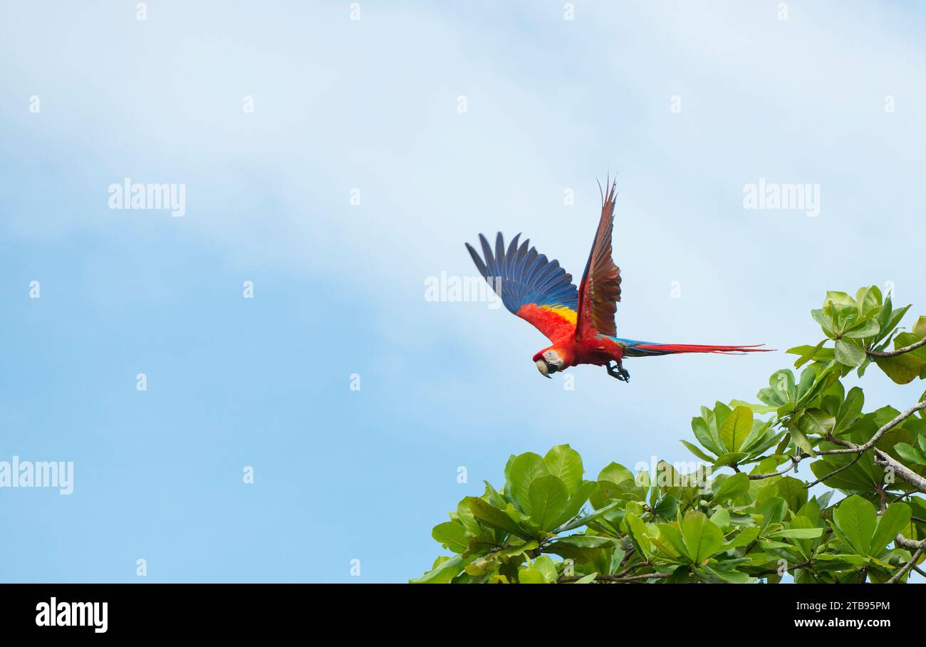 Macchia scarlatta (Ara macao) che vola verso i rami di alberi sopra Playa Caletas; penisola osa, Costa Rica Foto Stock