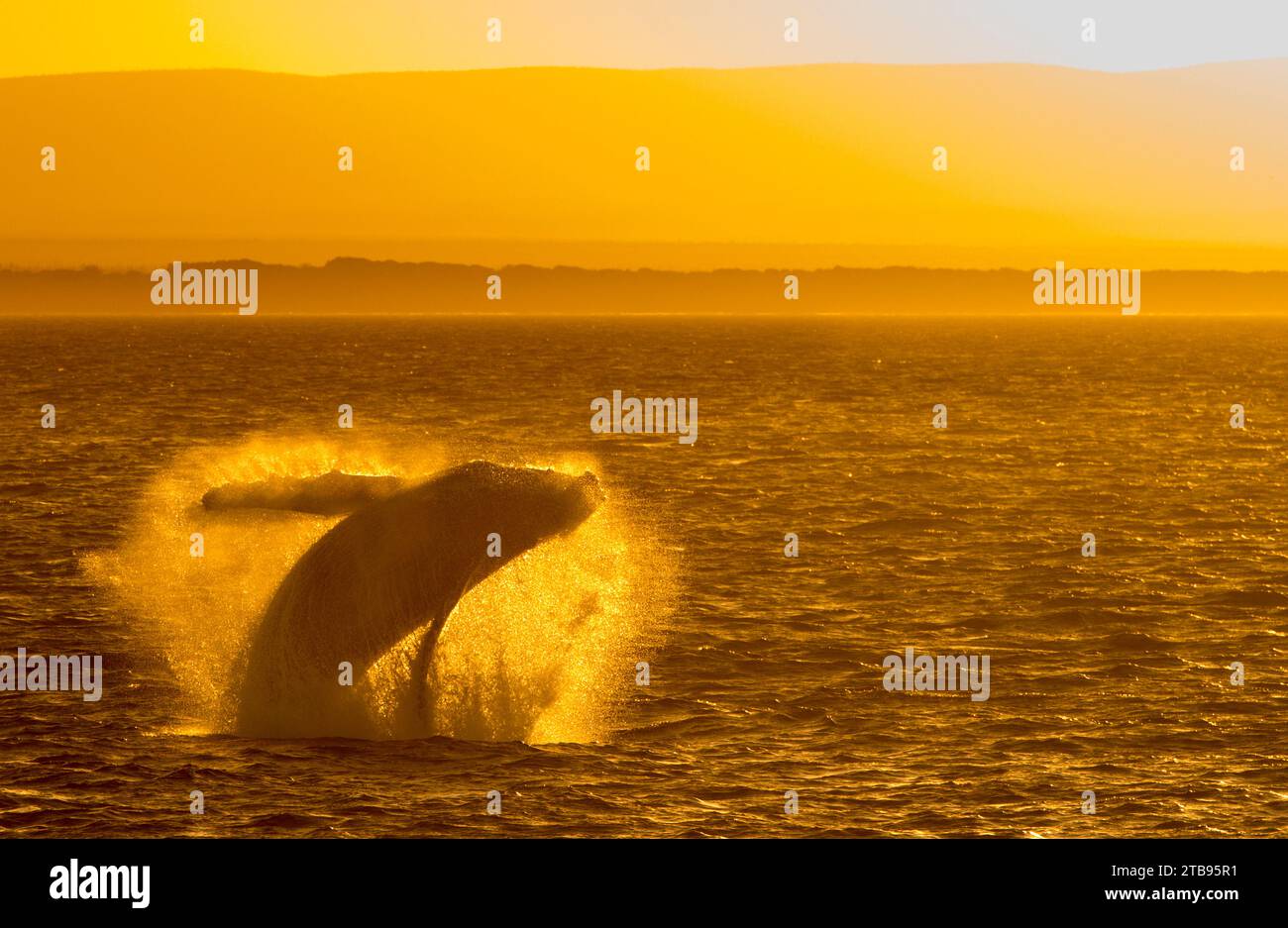 Megattere (Megaptera novaeangliae) nel mare di Cortez al tramonto; Baja California, Messico Foto Stock