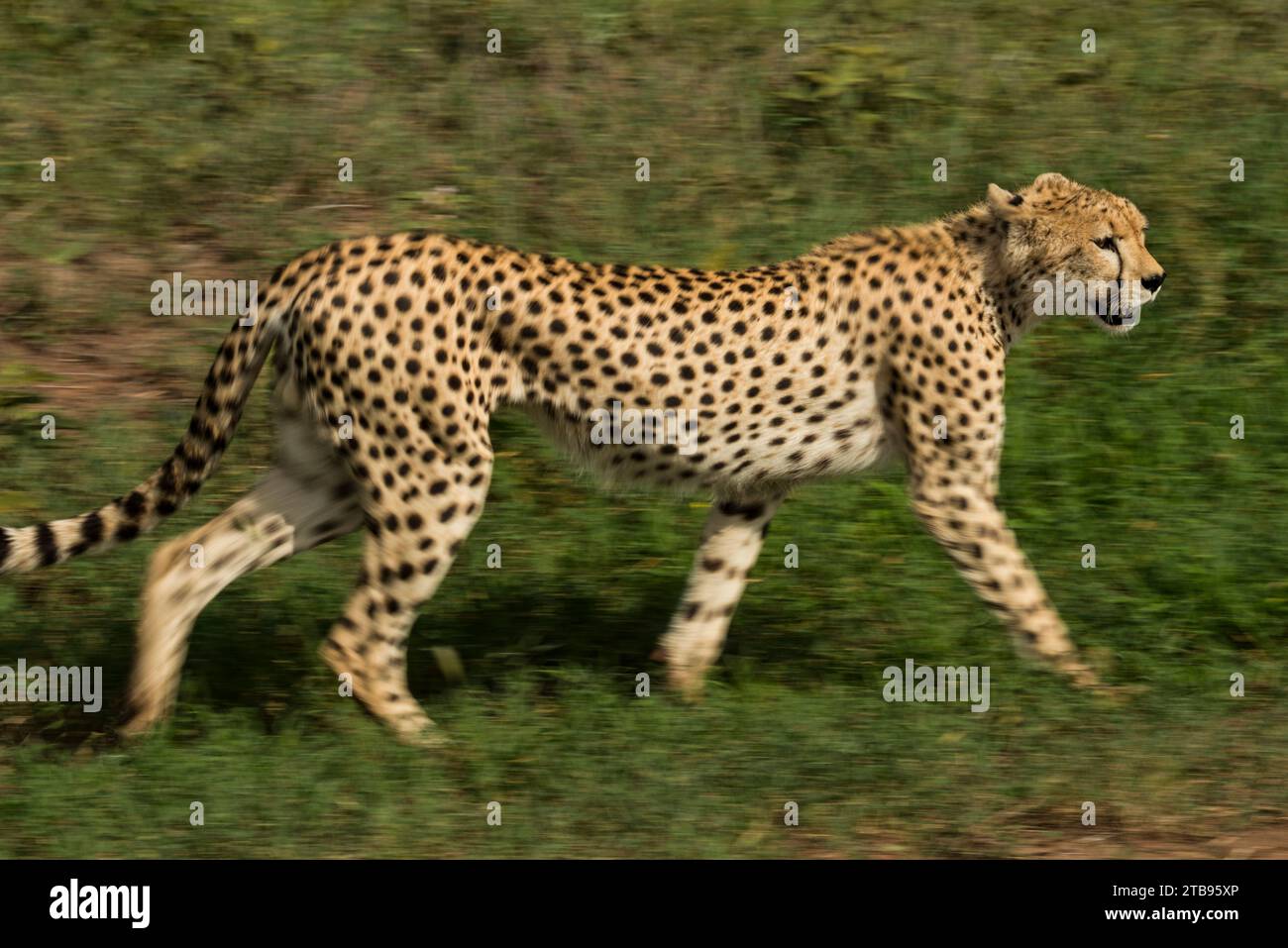 Cheetah (Acinonyx jubatus jubatus) stalking nel Serengeti National Park; Tanzania Foto Stock