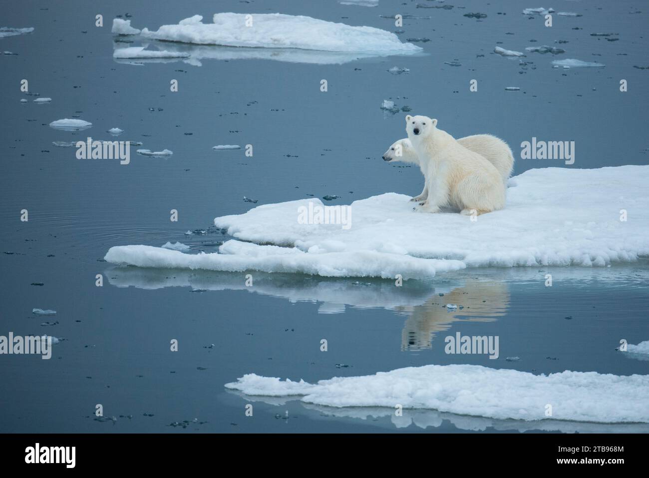 Orso polare (Ursus maritimus) e cucciolo sul ghiaccio; Storfjord, Svalbard, Norvegia Foto Stock