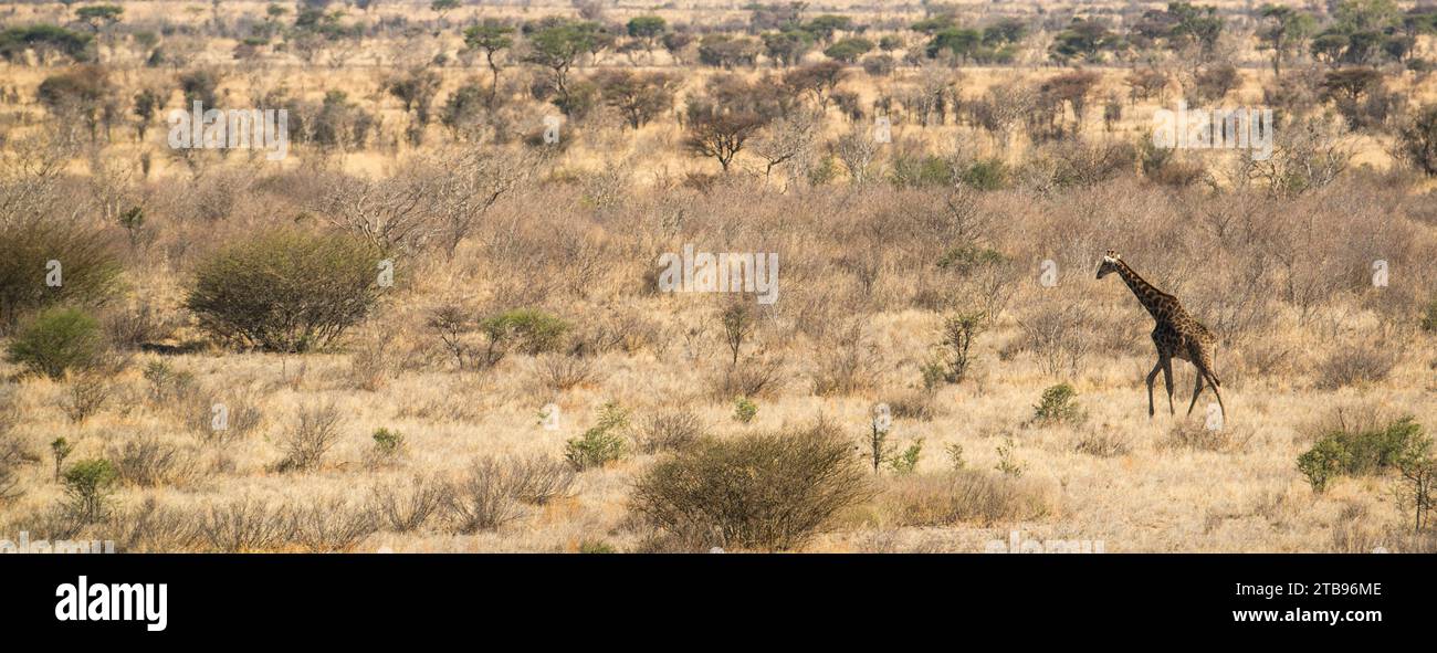 Giraffa (Giraffa camelopardalis) che attraversa il paesaggio arroccato nel deserto del Kalahari del Botswana; Botswana Foto Stock