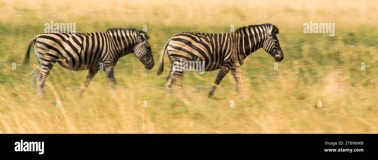 Due zebre che camminano sulle pianure della riserva di Selinda; Selinda Reserve, Botswana Foto Stock