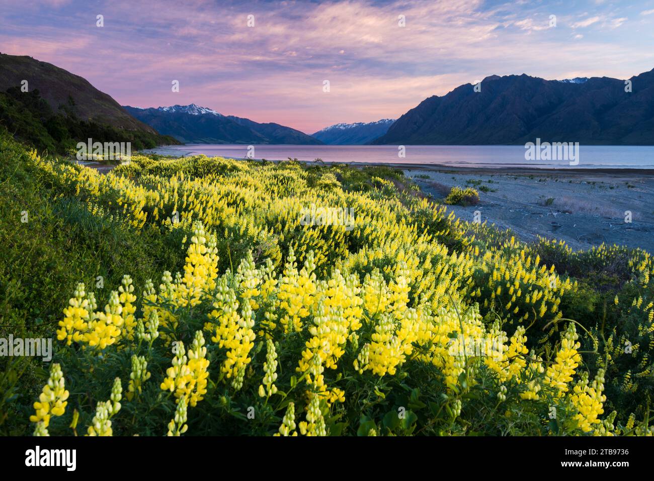 Lupini sulla riva del lago Hawea; regione di Otago, Isola del Sud, nuova Zelanda Foto Stock