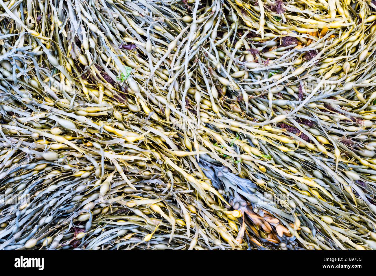 Alghe Bladderwrack sulla riva di Unst, nelle Shetland. Foto Stock