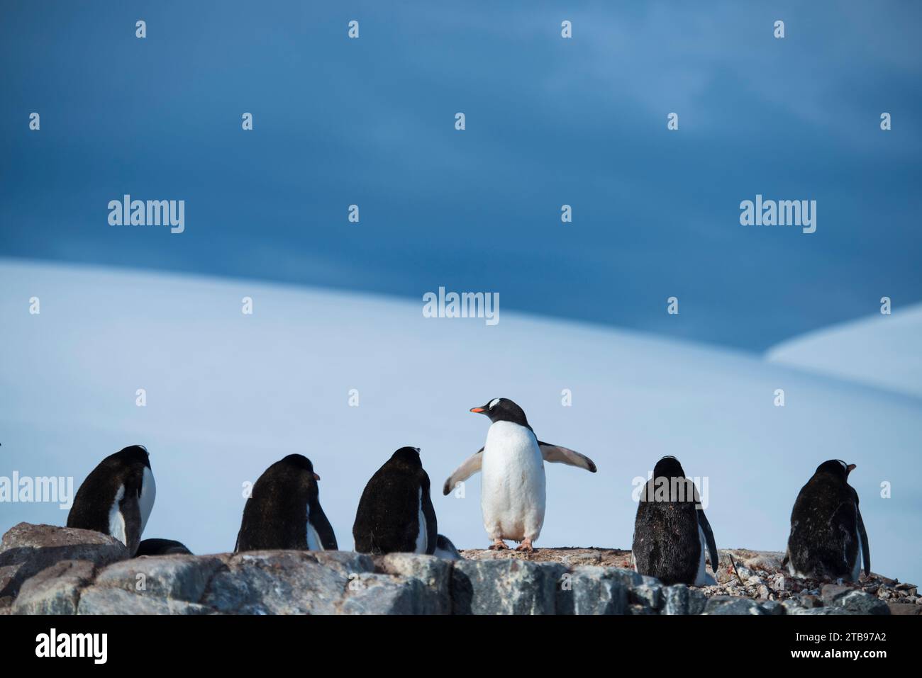 Pinguino Gentoo (Pygoscelis papua) in Antartide; Antartide Foto Stock