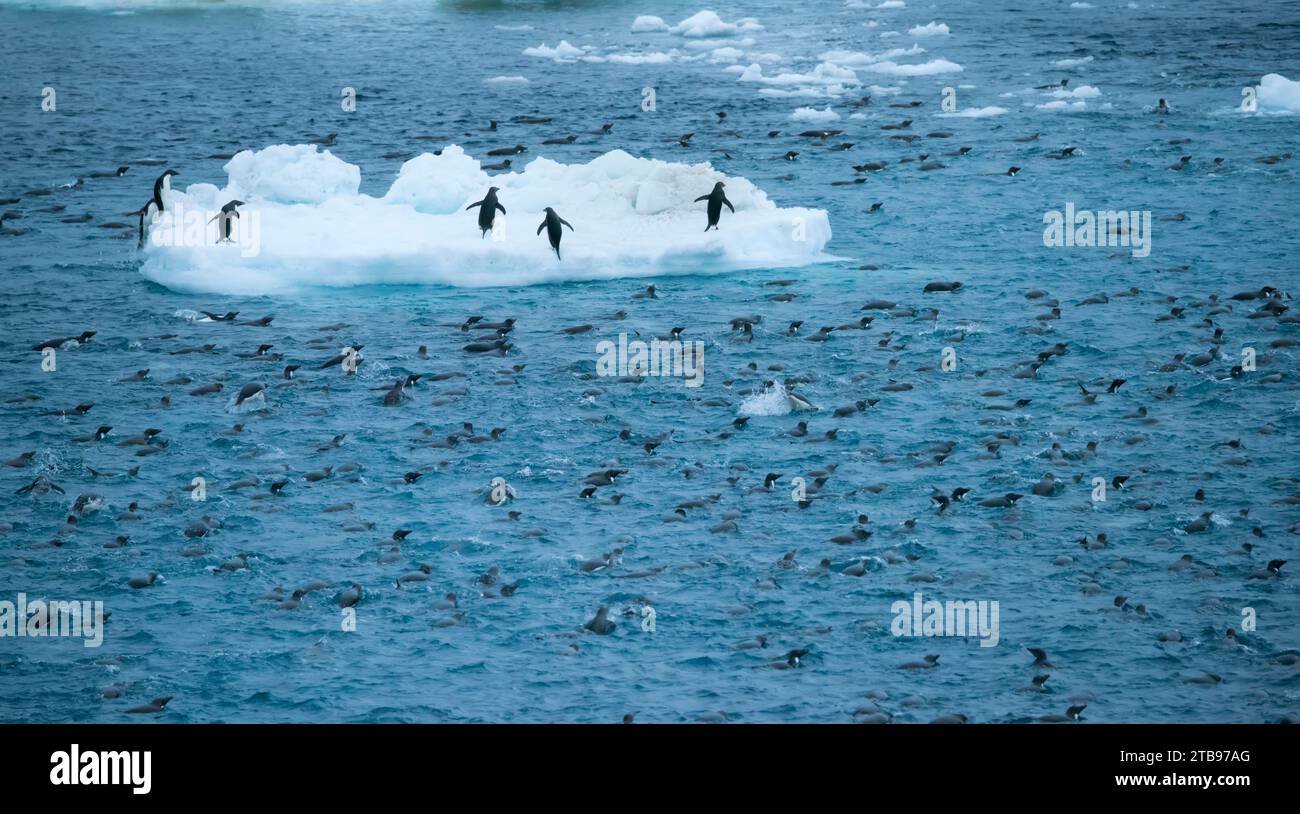 La colonia di pinguini Chinstrap (Pygoscelis antarctica) nuota nelle acque dell'Antartide; Antartide Foto Stock