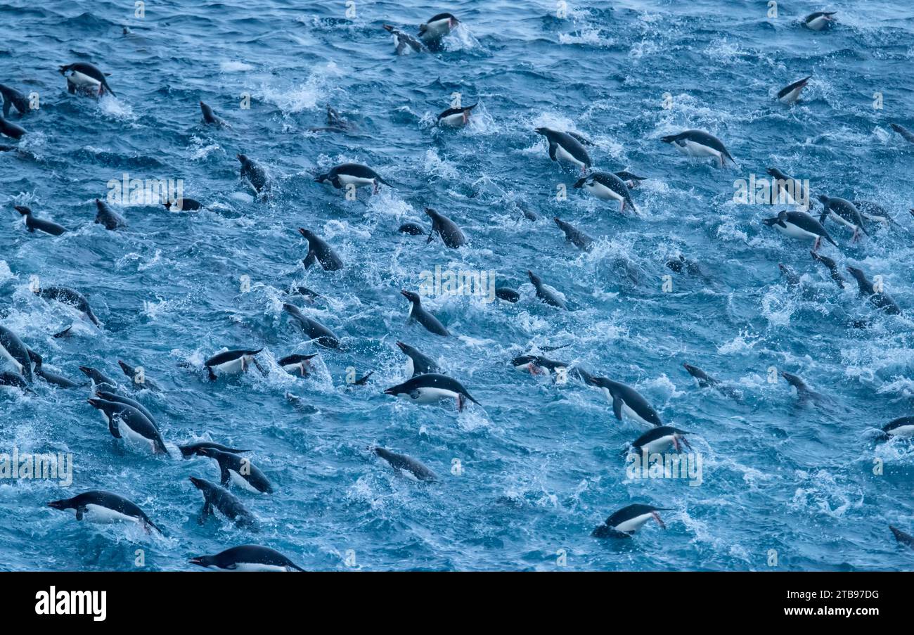 Colonia di pinguini Chinstrap (Pygoscelis antartide) che si getta nelle acque vicino all'Isola degli Elefanti in Antartide; Antartide Foto Stock