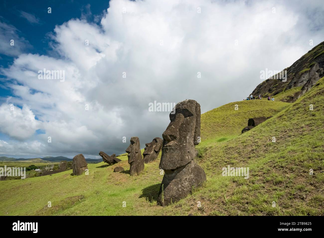 Moai alla cava Rano Raraku sull'Isola di Pasqua; Hanga Roa, Isola di Pasqua, Cile Foto Stock