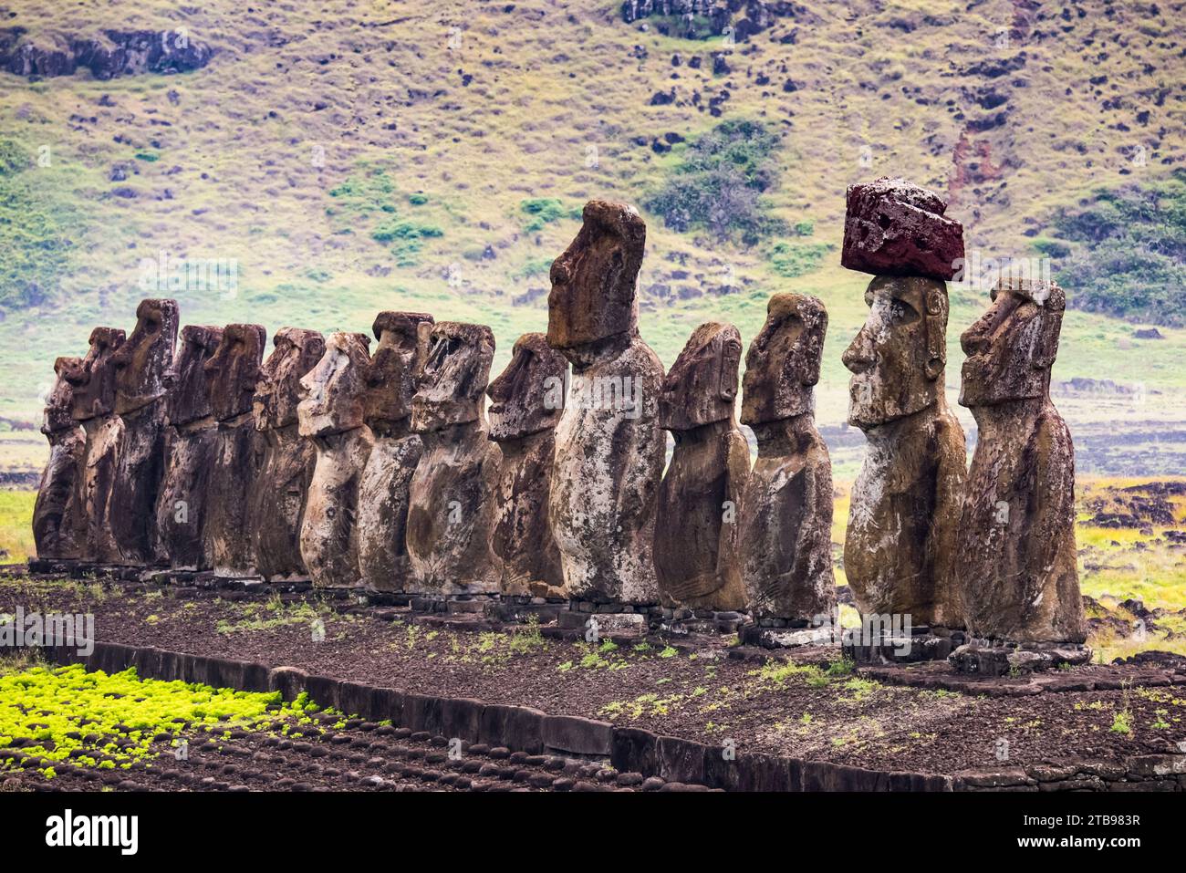 Moai alla cava Rano Raraku sull'Isola di Pasqua; Hanga Roa, Isola di Pasqua, Cile Foto Stock