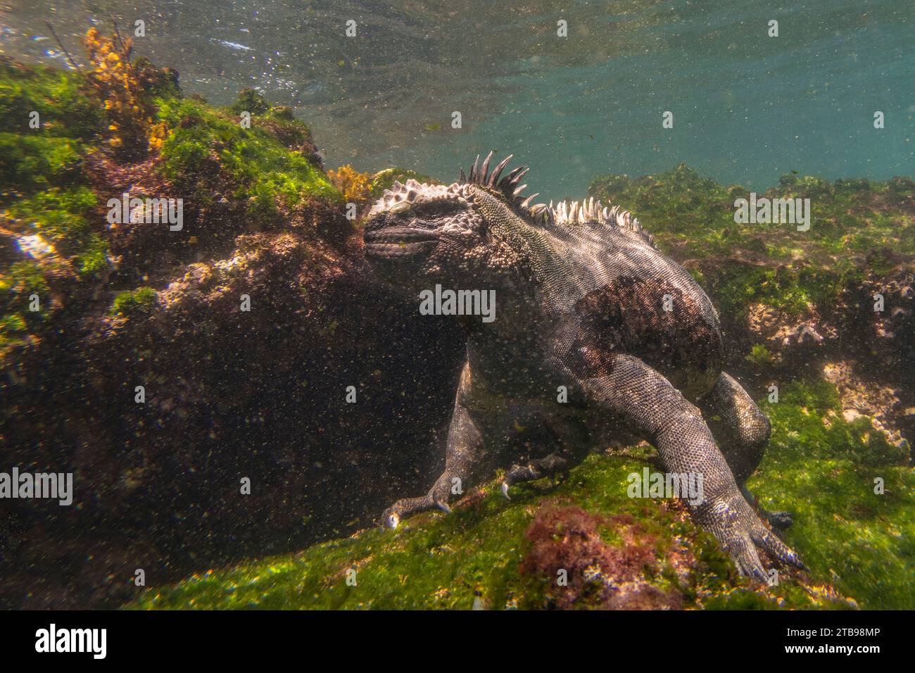 Iguana marina (Conolophus subcristatus) che si nutre di alghe al largo dell'isola di Fernandina; Fernandina, Galapagos, Ecuador Foto Stock